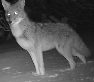 Wildlife trail-camera photograph 125 from Predator Awareness