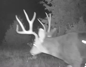 Wildlife trail-camera photograph 127 from Predator Awareness