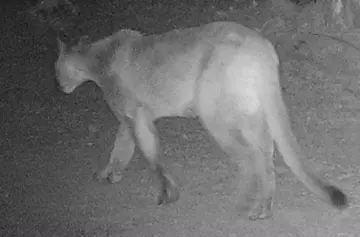 Wildlife trail-camera photograph 130 from Predator Awareness