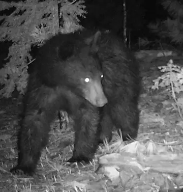 Wildlife trail-camera photograph 131 from Predator Awareness