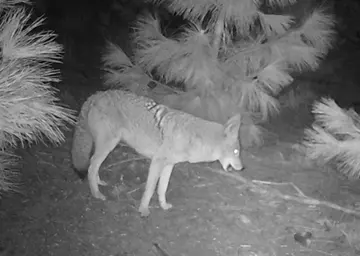 Wildlife trail-camera photograph 132 from Predator Awareness