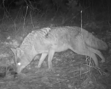 Wildlife trail-camera photograph 134 from Predator Awareness
