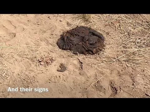 Published video thumbnail for Trail Cam