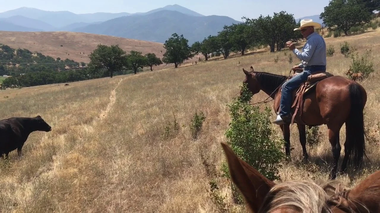 A rider explaining cattle handling in Mark Coats’ published stockmanship lesson